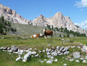 Kühe am Berg