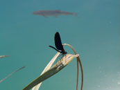 Libelle mit Fisch